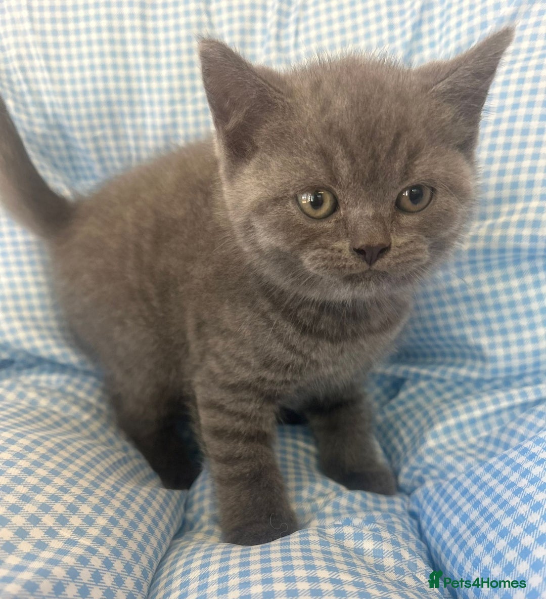 British Shorthair cats for sale: Beautiful cuddly, British short hair kittens  - Image 11