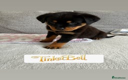 Rottweiler dogs for sale: Stunning chunky Rottweiler puppies - Image 9