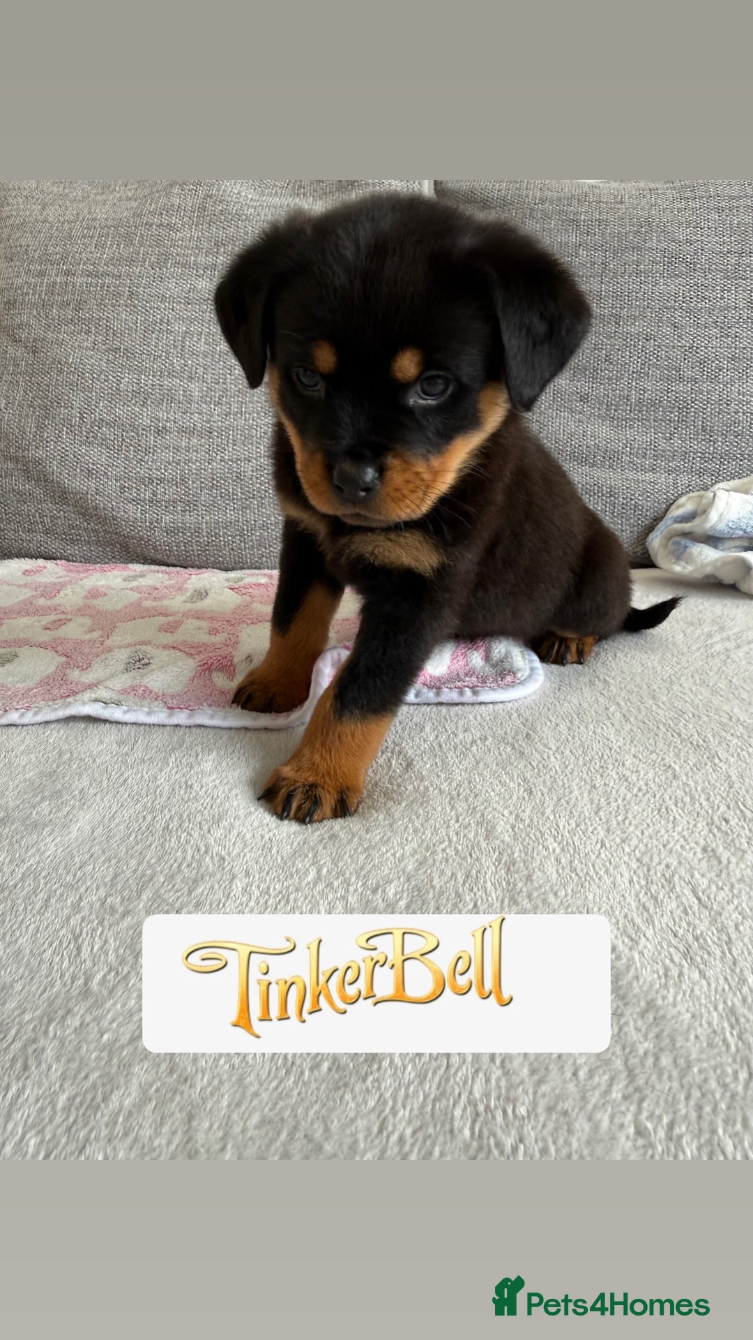 Rottweiler dogs for sale: Stunning chunky Rottweiler puppies - Image 9