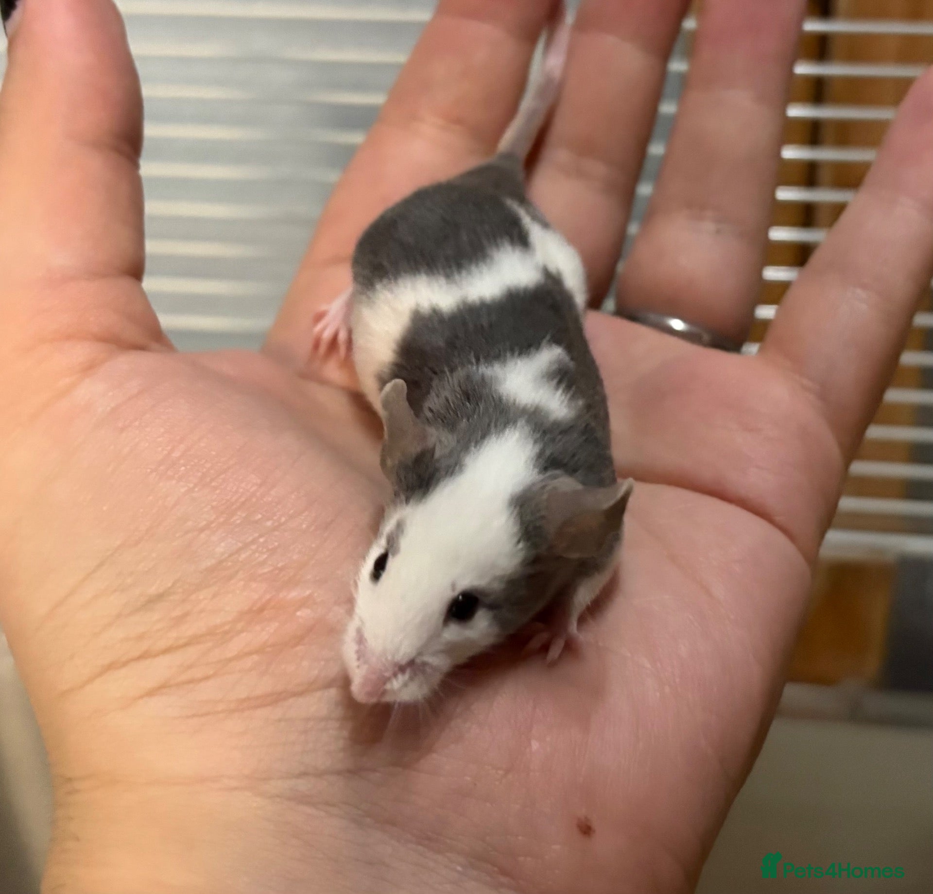 Mouse rodents FRIENDLY BABY MALE FANCY MICE FOR SALE - Advert 2