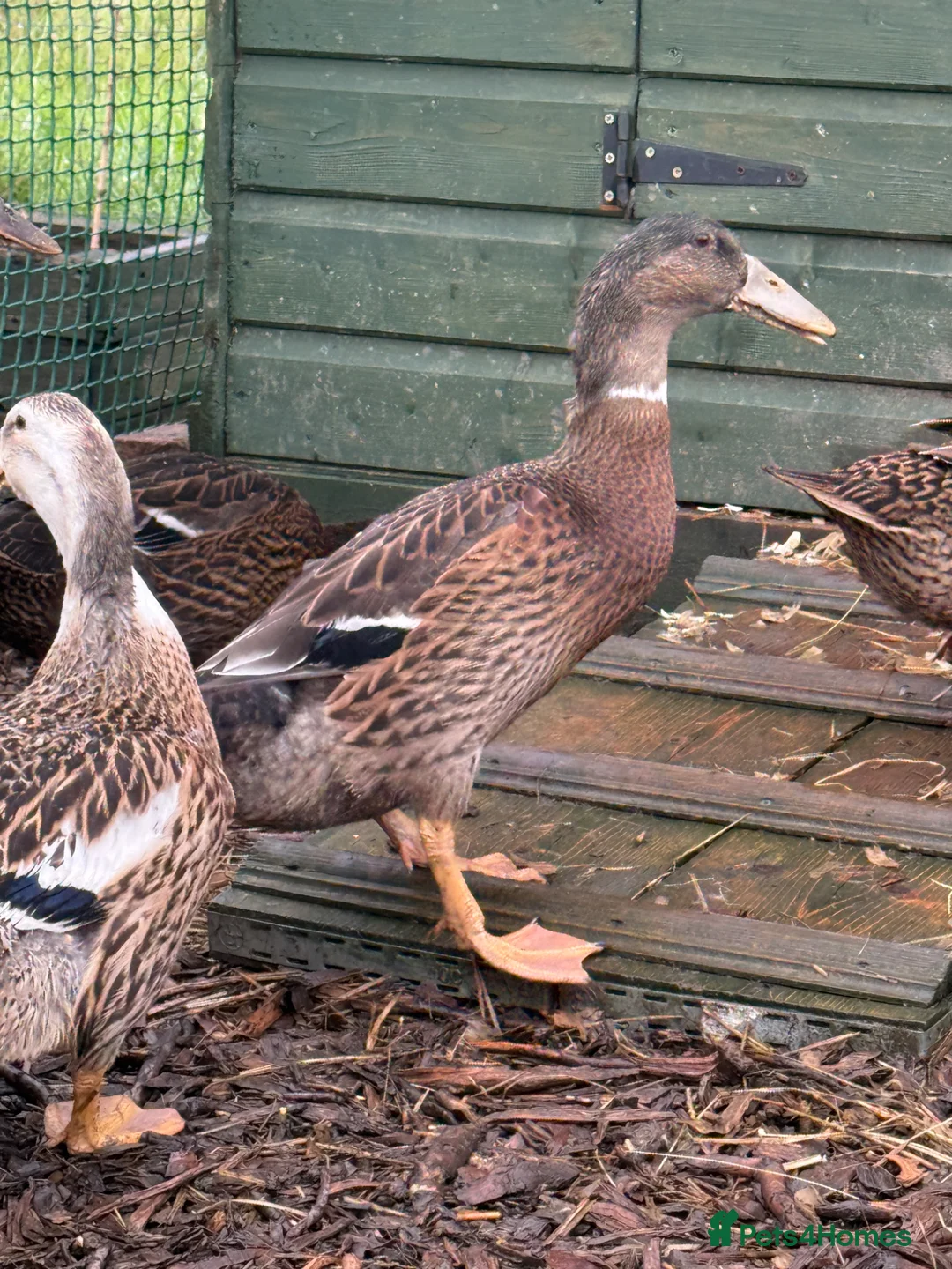Ducks poultry for sale: 2 rouen x drakes  - Advert 2