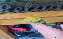 Gecko reptiles for sale: Created Geko’s with tank  - Image 6