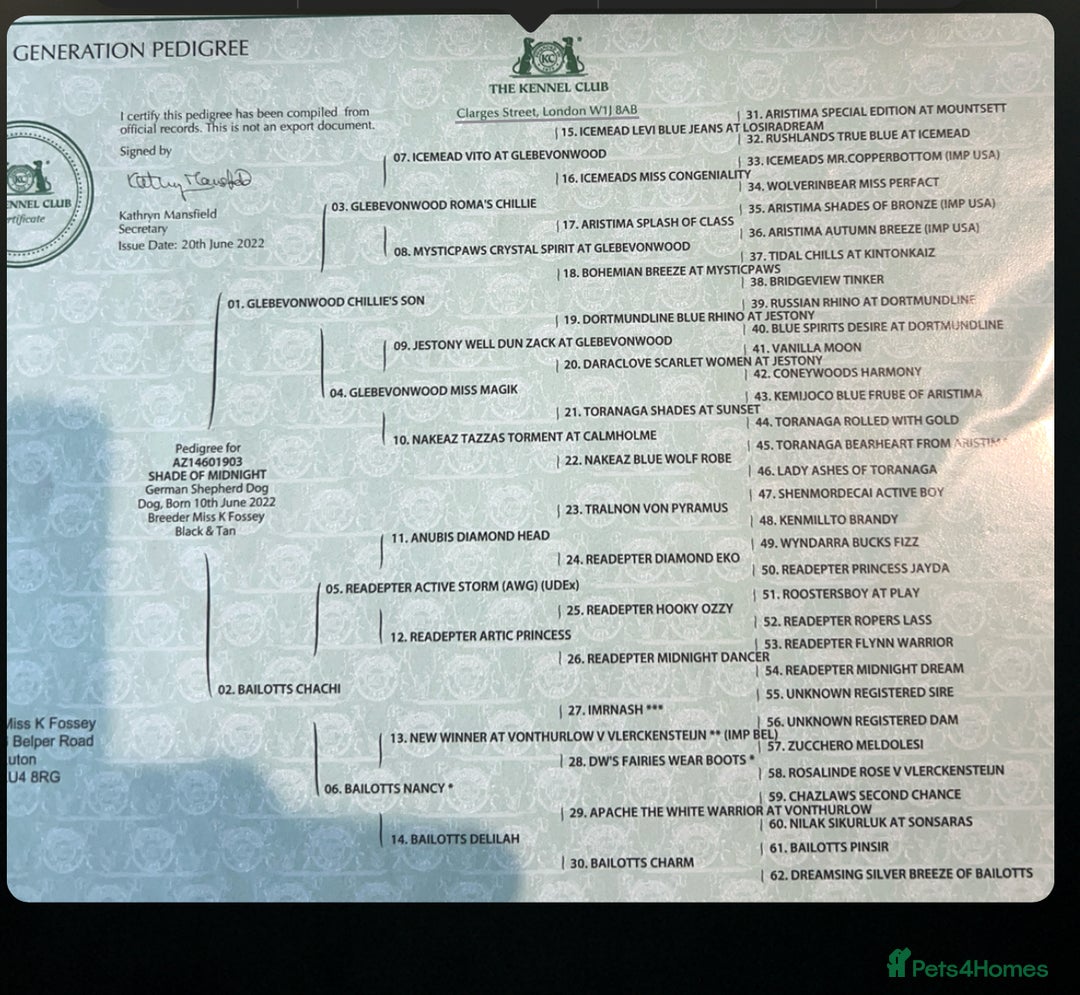 German Shepherd dogs for stud: stud only in Harwich - Image 10