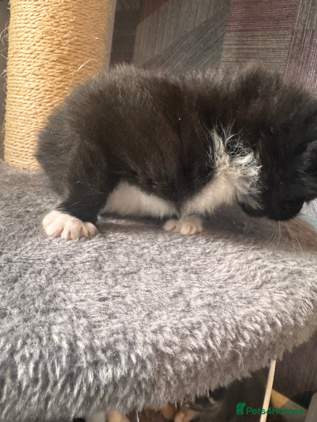 Mixed Breed cats for sale: Last of litter  - Advert 15