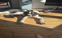 Pointer dogs for sale: ⭐️ 2 beautiful boys looking for forever homes⭐️ - Image 2