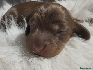 Miniature Dachshund dogs KC Reg Long Haired Miniature Dachshund Puppies - Advert 1