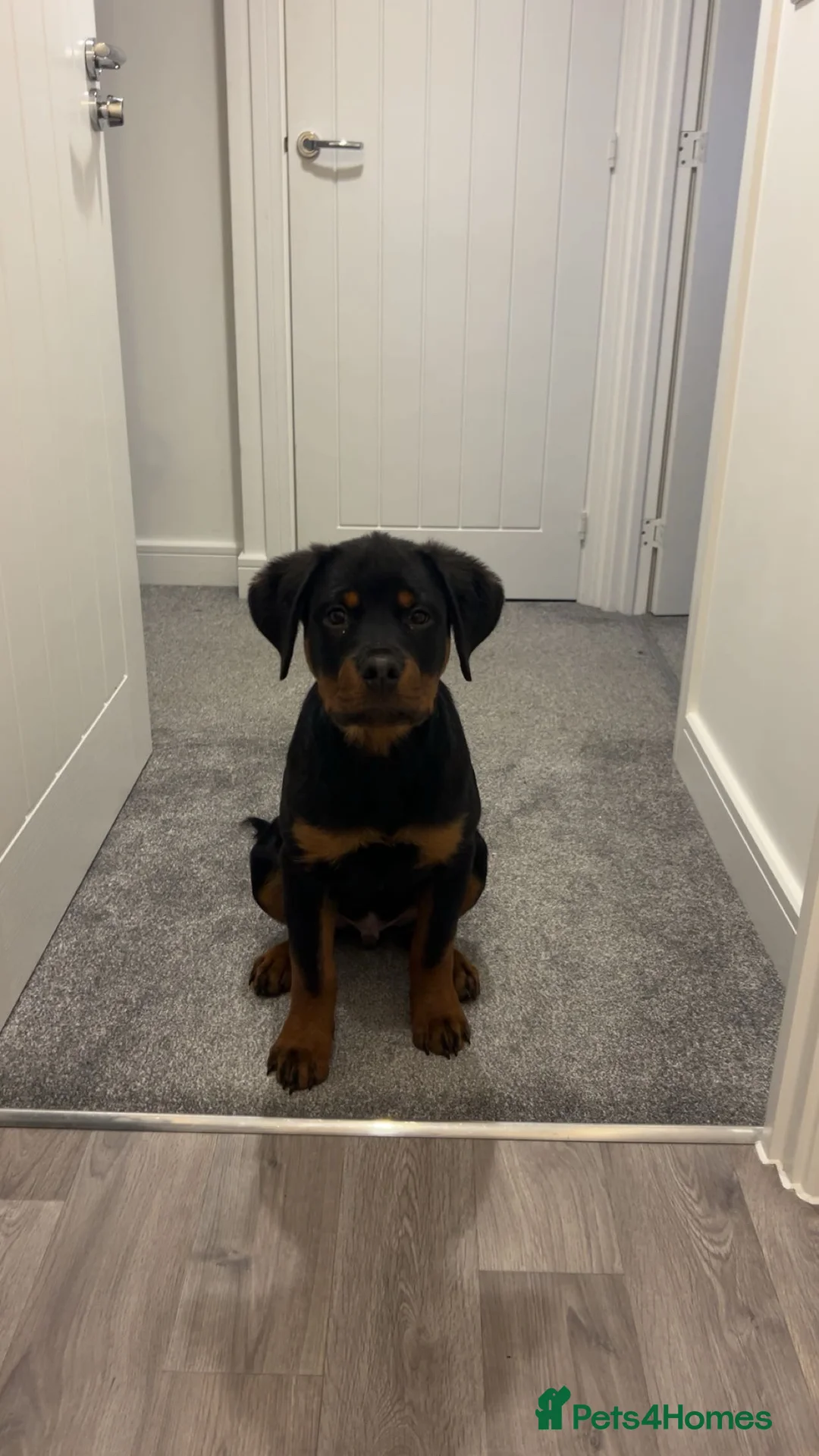 Rottweiler dogs for sale: 6 month old male rottweiler  - Advert 4