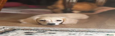 Doxiepoo 4