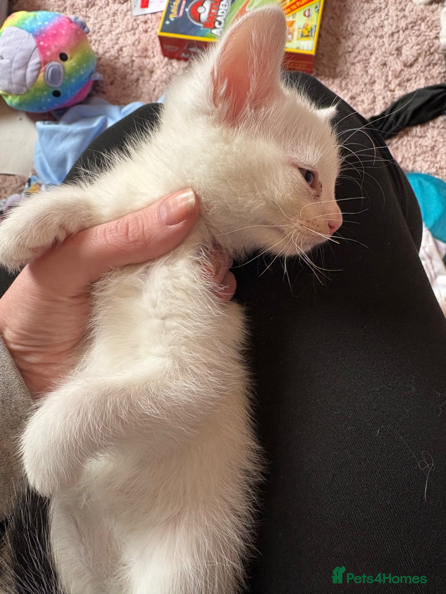 Mixed Breed cats 3 mixed mainecoon kittens ready for new home.  - Advert 13