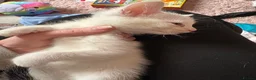 Mixed Breed cats for sale: 3 mixed mainecoon kittens ready for new home.  - Advert 8