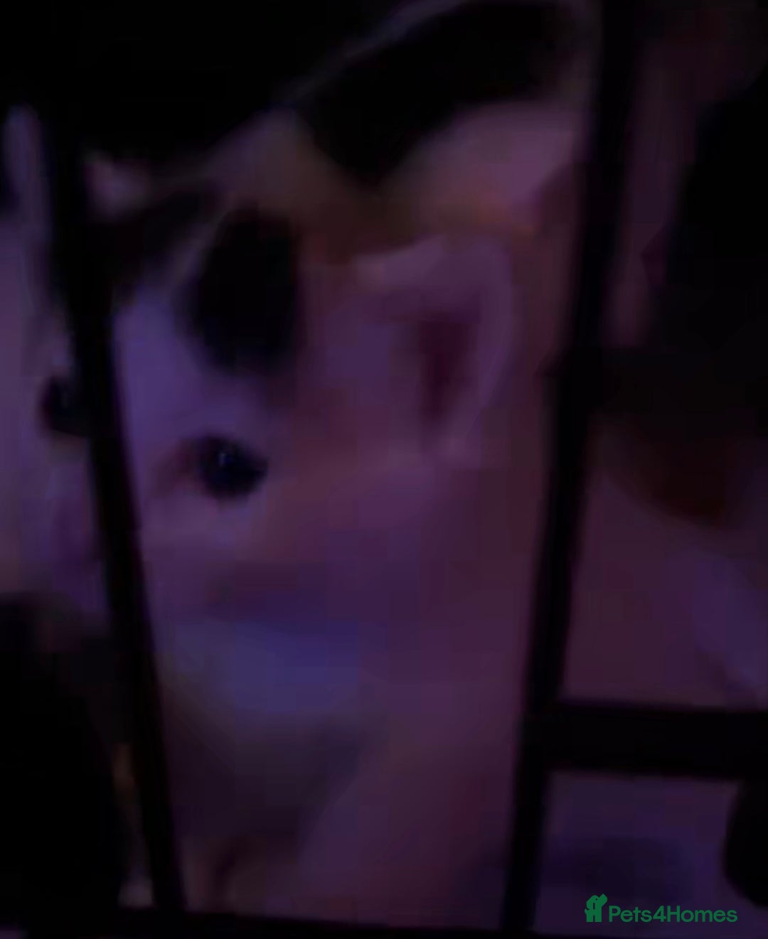 British Shorthair cats for sale: 3 stunningly gorgeous baby’s  - Advert 10