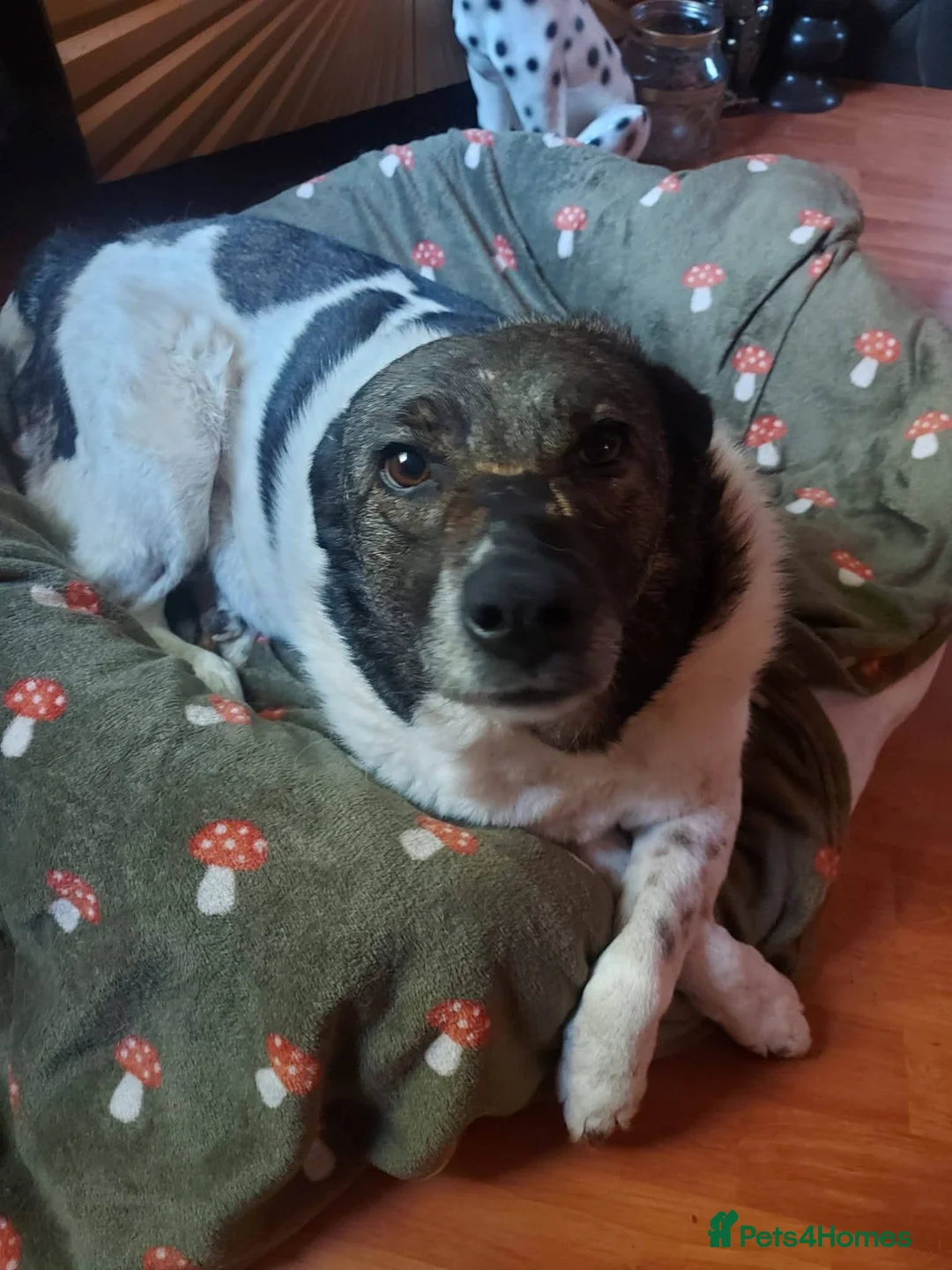 Mixed Breed dogs for adoption: Meet Venus,currently residing in Essex  - Advert 4