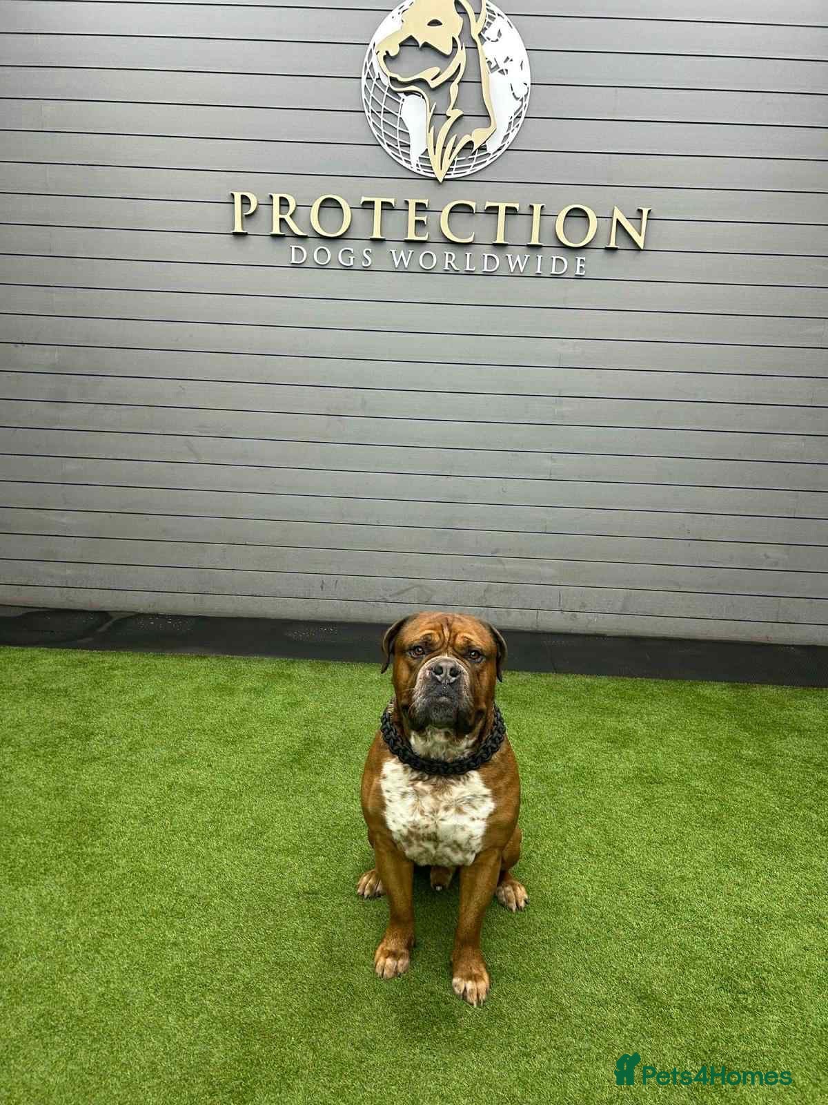 Mixed Breed dogs Duke!  - Advert 1