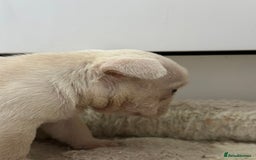 French Bulldog dogs for sale: French bulldog puppies  - Advert 10