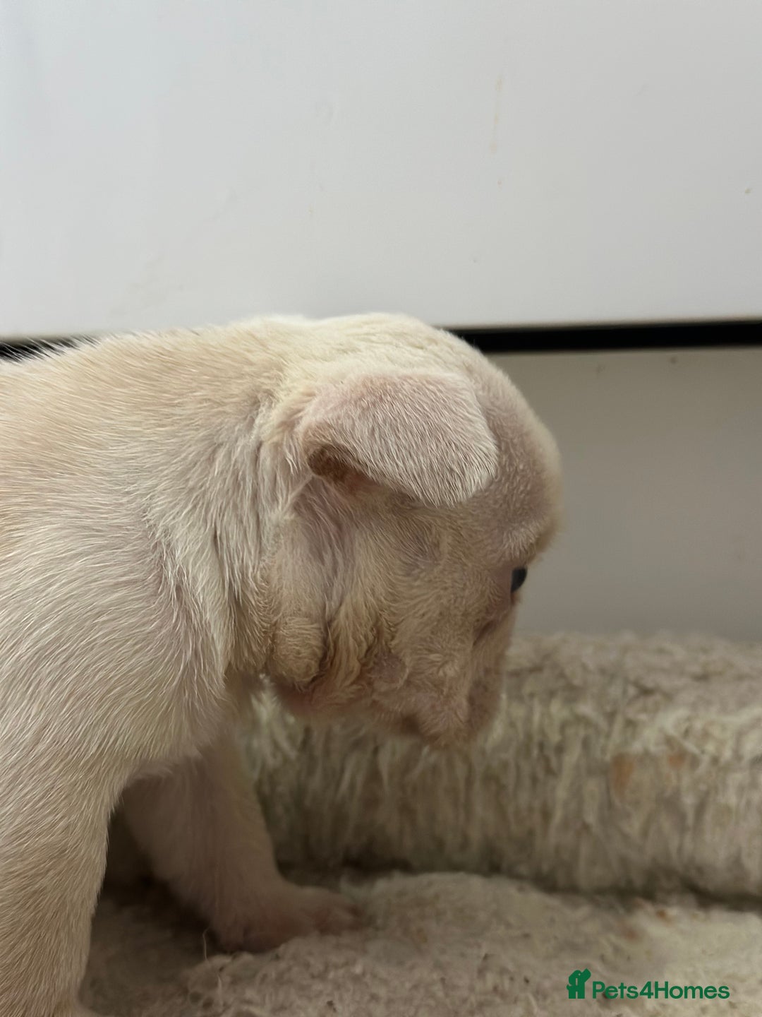 French Bulldog dogs for sale: French bulldog puppies  - Advert 10