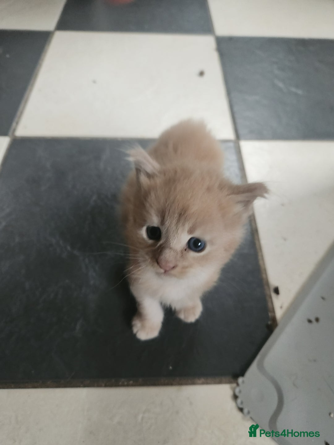 Maine Coon cats for sale: Beautiful Purebred maine coon kittens - Advert 9