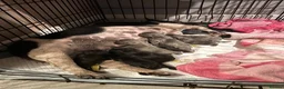French Bulldog dogs for sale: 8 newborn frenchies  - Advert 14
