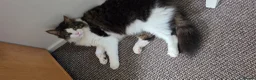Mixed Breed cats for sale: Beautiful Long-Haired Male Cat in Haverhill - Advert 37