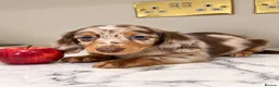 Miniature Dachshund dogs for sale: EXCEPTIONAL LONGHAIRED MINIATURE DACHSHUND PUPPIES - Advert 3