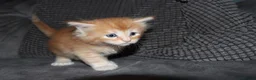 Maine Coon cats for sale: Gorgeous maine coon kittens (2 poly) - Advert 3