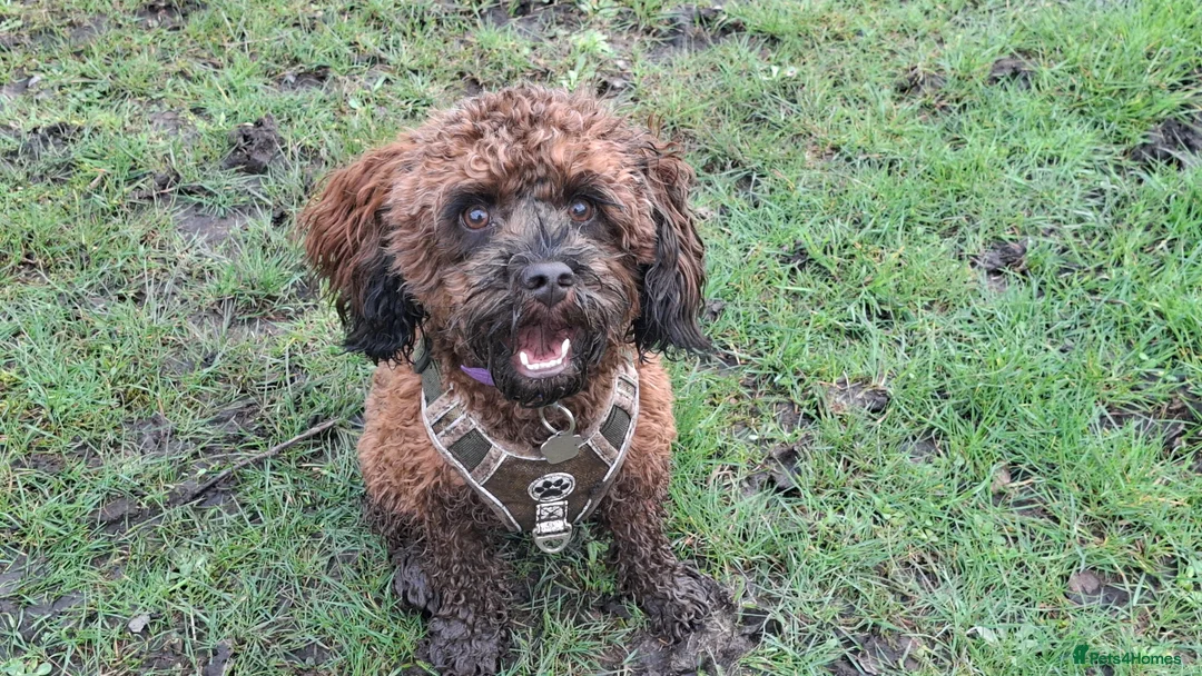 Mixed Breed dogs for adoption: Gorgeous boy for adoption  - Advert 2