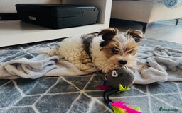 Yorkshire Terrier dogs for sale: ❤️ Beautiful merle Yorkshire terrier ready now❤️ - Image 25
