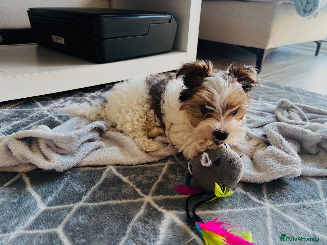 Yorkshire Terrier dogs for sale: ❤️ Beautiful merle Yorkshire terrier ready now❤️ - Image 25
