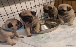 Pug dogs for sale: Perfect pug pups - Image 9