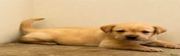 Labrador Retriever dogs for sale: Fully health tested parents KC Boys available 💛🧡 - Advert 26