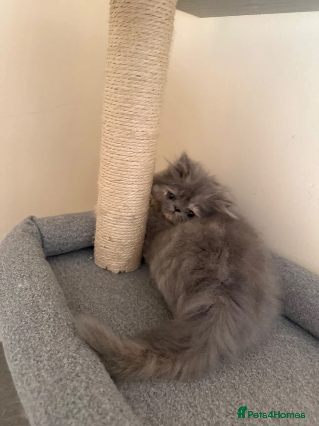 Persian cats for sale: GCCF registered blue cream Persian kitten  - Advert 7