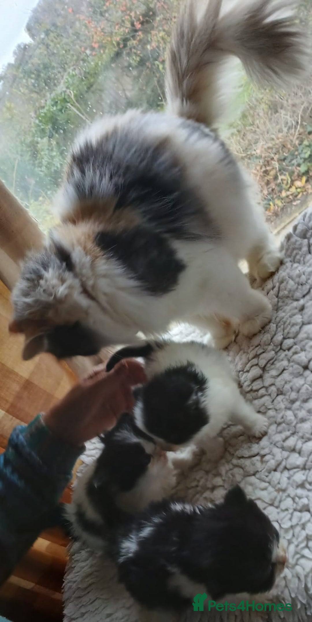 Mixed Breed cats for sale: Persian cross - Advert 3