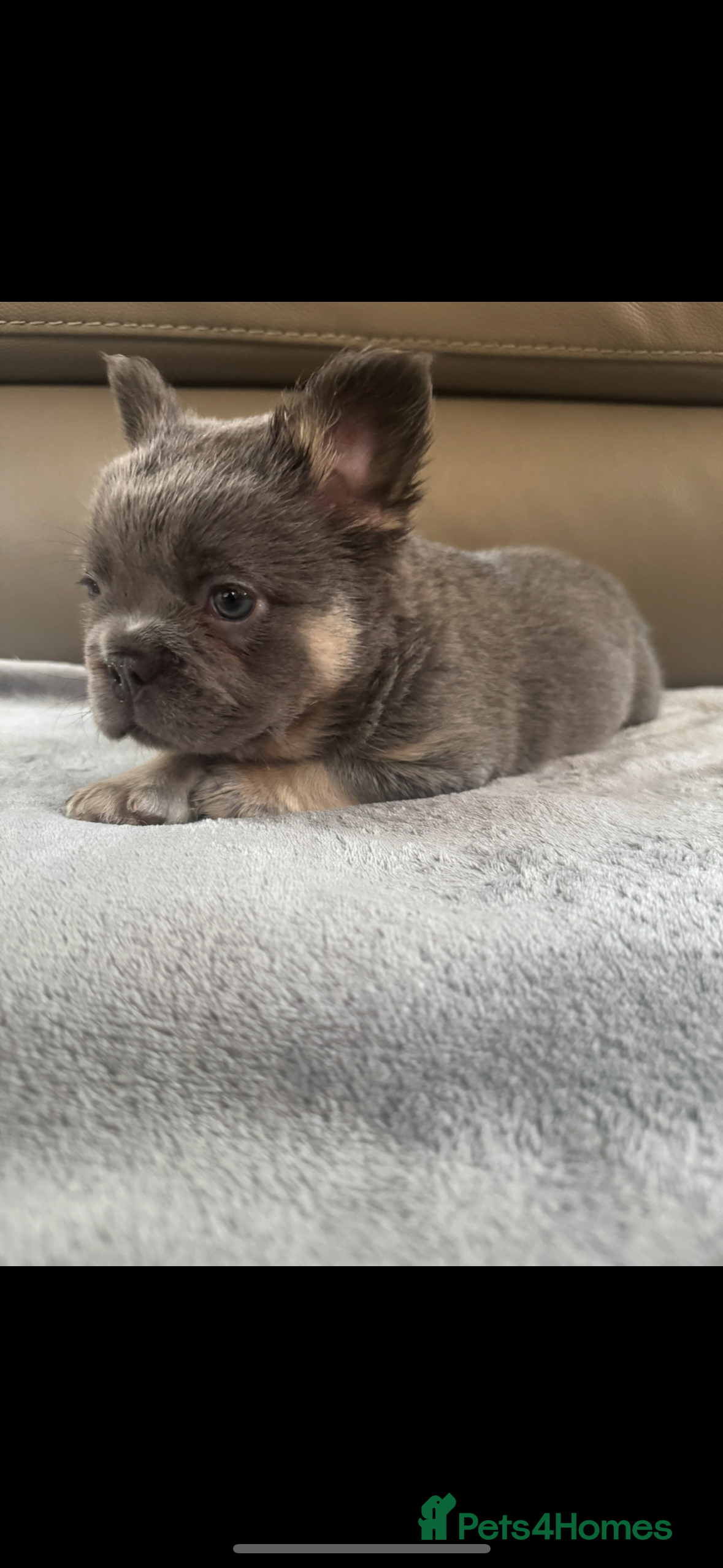 French Bulldog dogs Quality French Buldog puppies - Advert 14