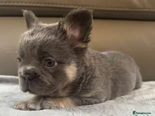 French Bulldog dogs Quality French Buldog puppies - Advert 14