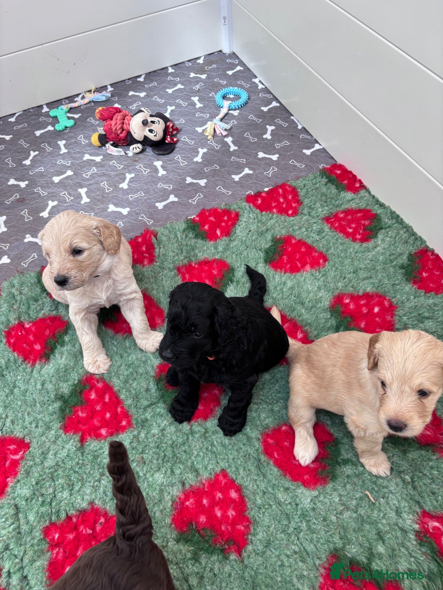 Mixed Breed dogs Gorgeous Ultimate Doodles - Advert 2