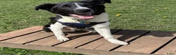 Border Collie dogs for adoption: Noah  in Nottingham - Advert 1