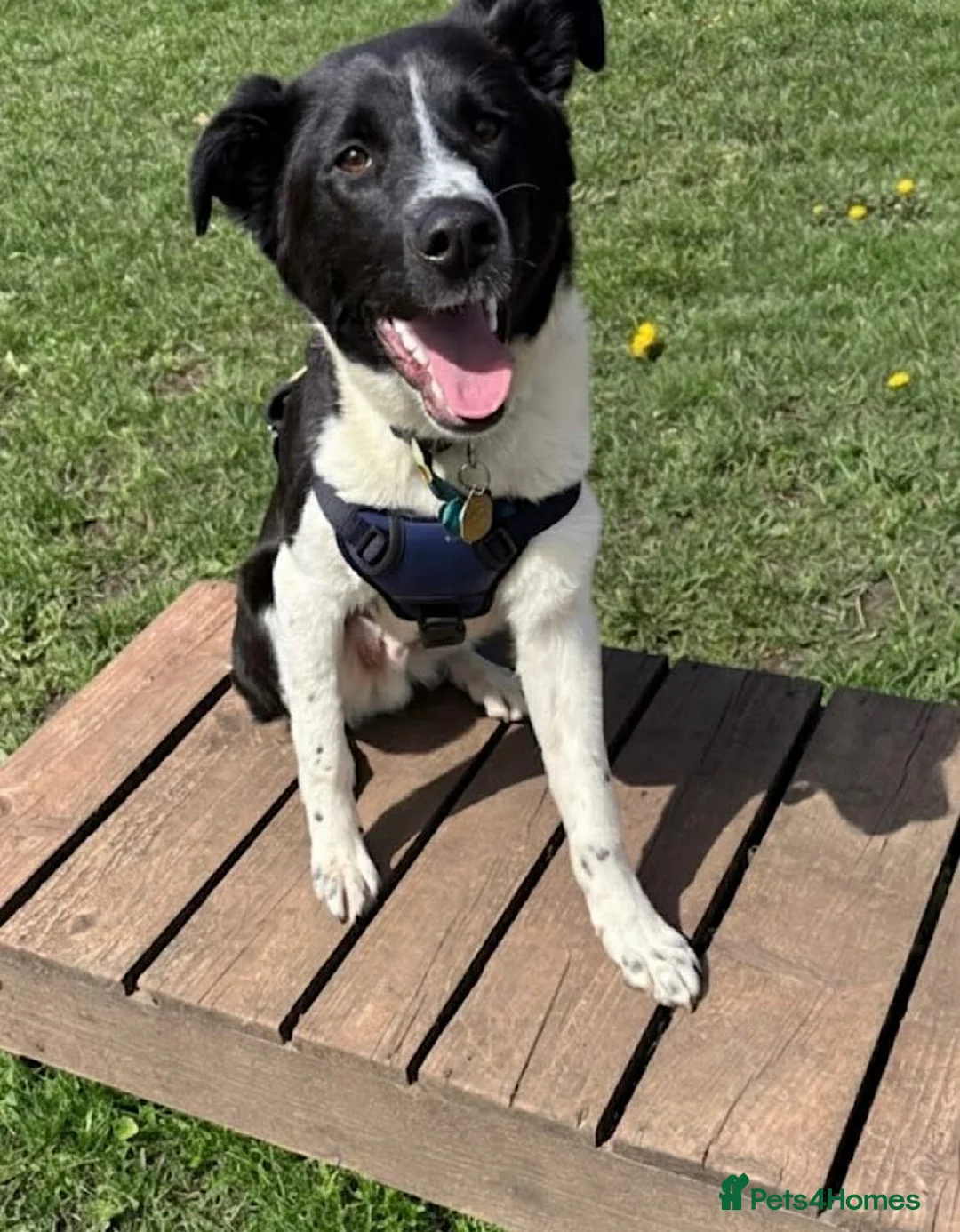 Border Collie dogs for adoption: Noah  in Nottingham - Advert 1