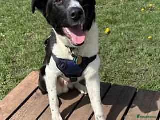 Border Collie dogs Noah - Advert 2