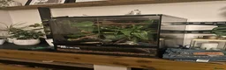 Frog reptiles for sale: White tree frog sold with set up in Manchester - Advert 3
