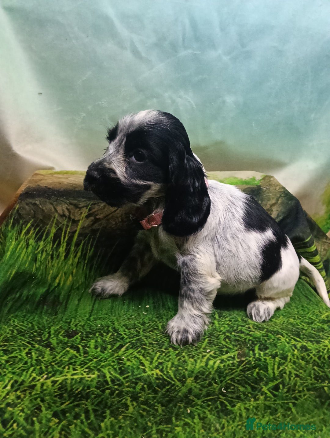Cocker Spaniel dogs for sale: Show Type blue/Tri/chocolate Roan Cocker Spaniels  - Image 13