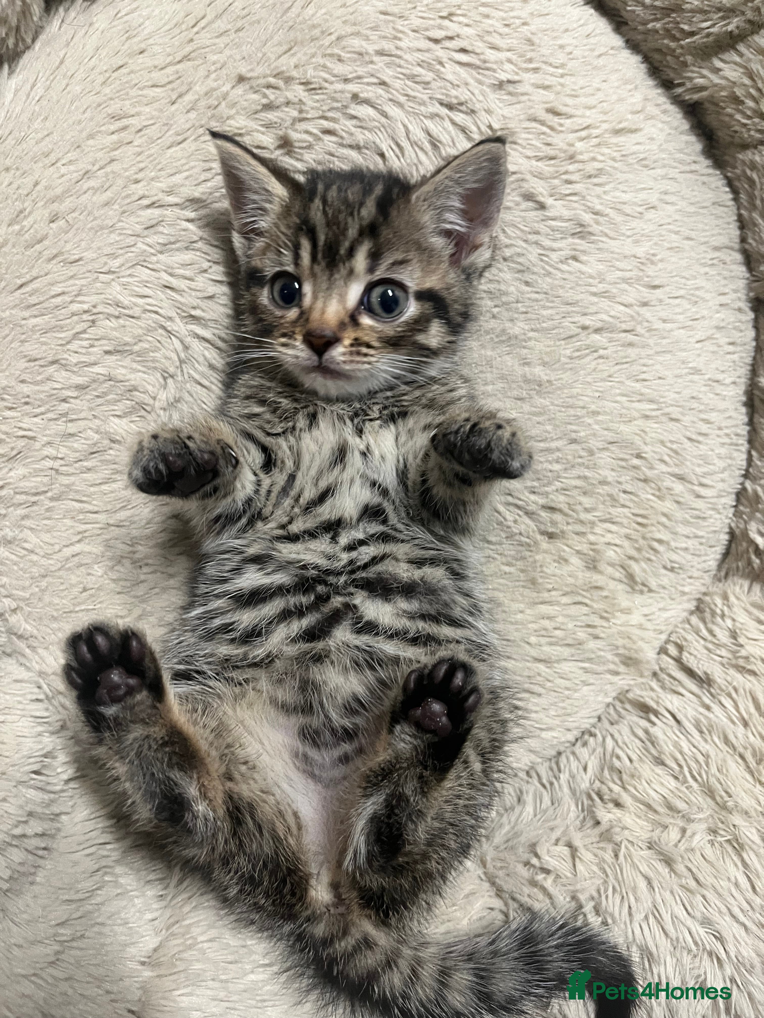 Mixed Breed cats 🐾 Beautiful 6week old mix tabby Kittens - Advert 1