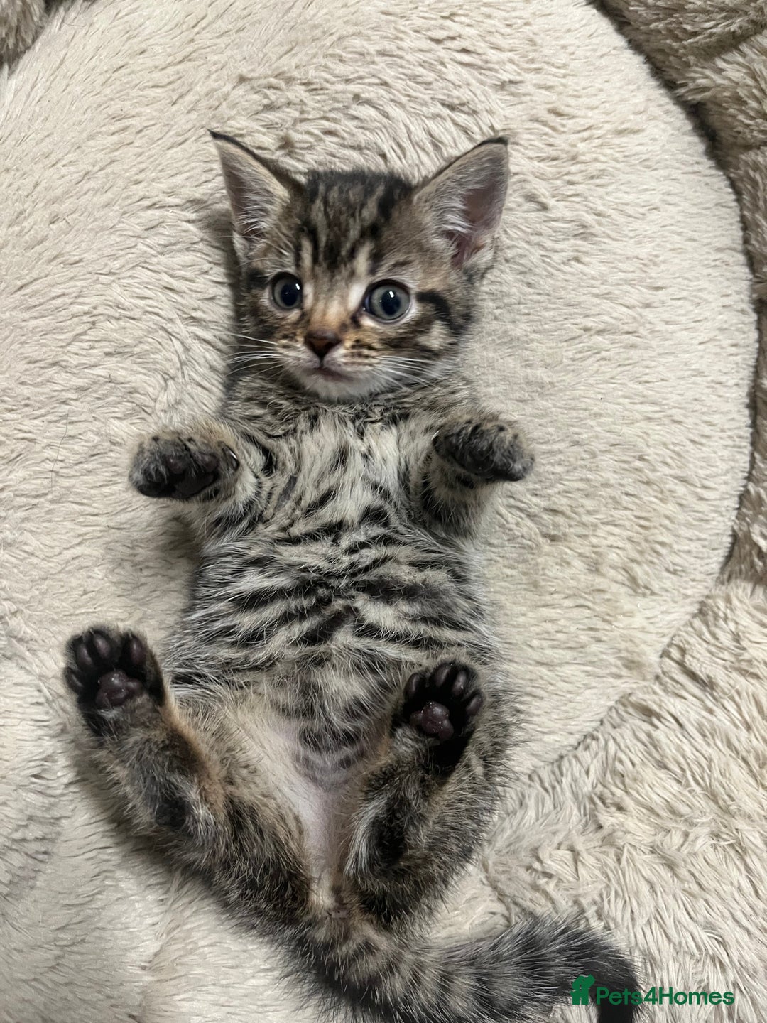 Mixed Breed cats for sale: 🐾 Beautiful 6week old mix tabby Kittens - Advert 1