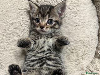 Mixed Breed cats 🐾 Beautiful 6week old mix tabby Kittens - Advert 2