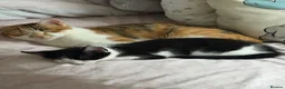 Mixed Breed cats for sale: Beautiful kittens for sale - Advert 2