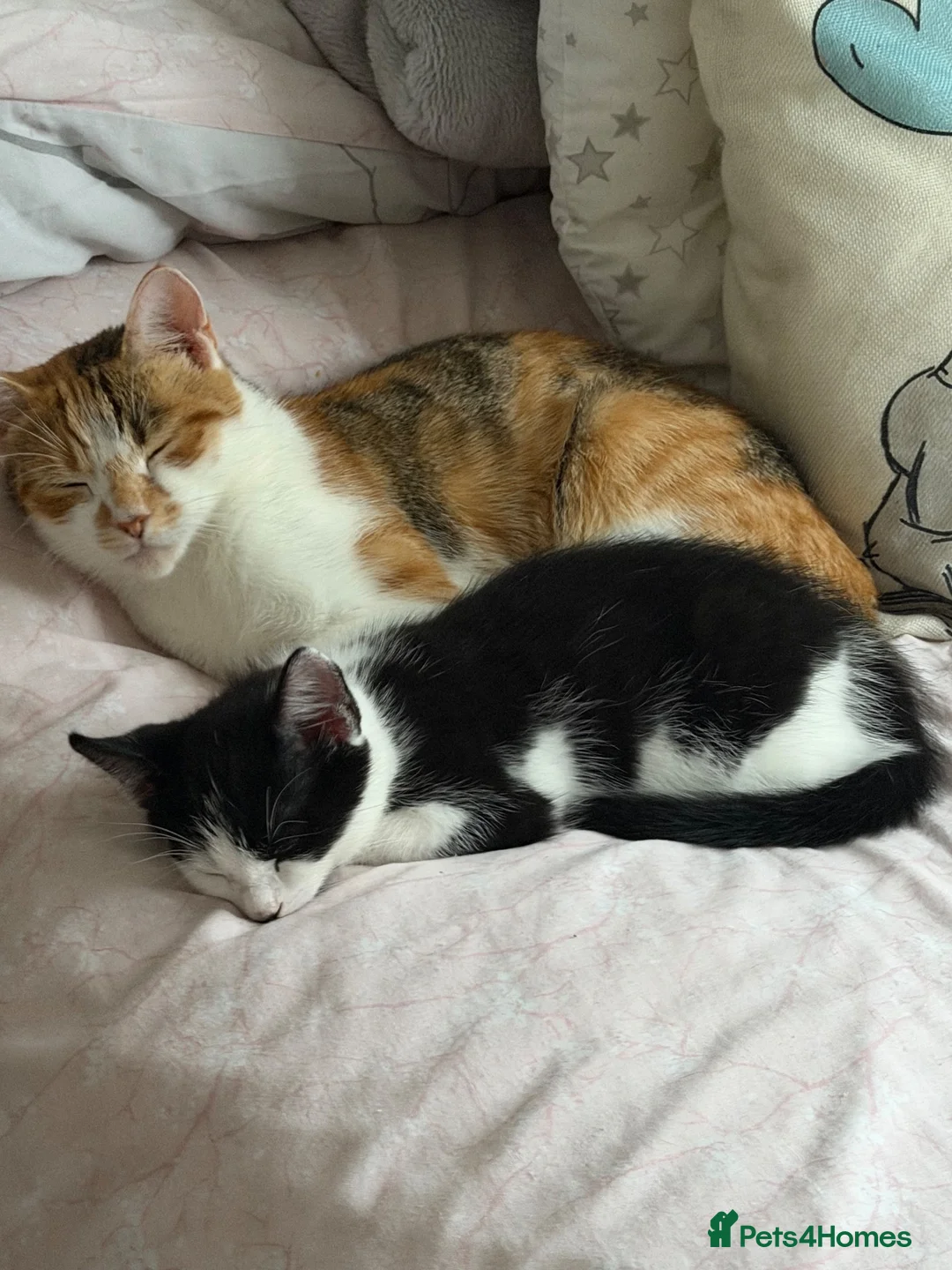Mixed Breed cats for sale: Beautiful kittens for sale - Advert 2