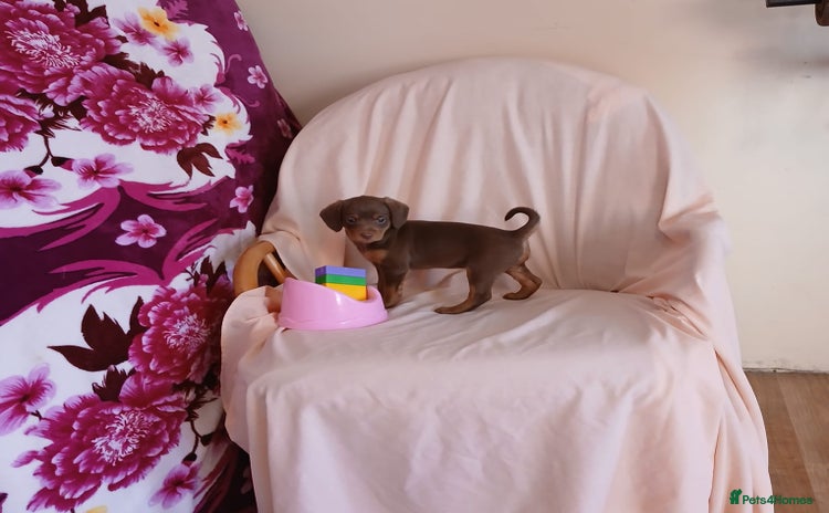 Doxiepoo dogs - Advert 1
