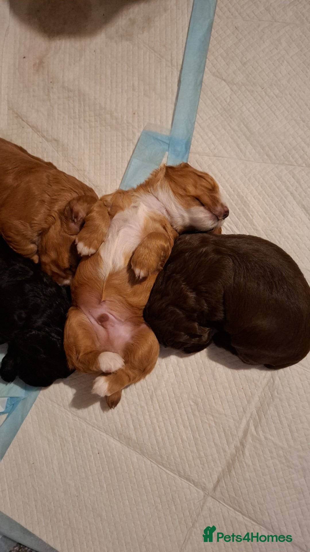 Cocker Spaniel dogs for stud: For stud - Image 4