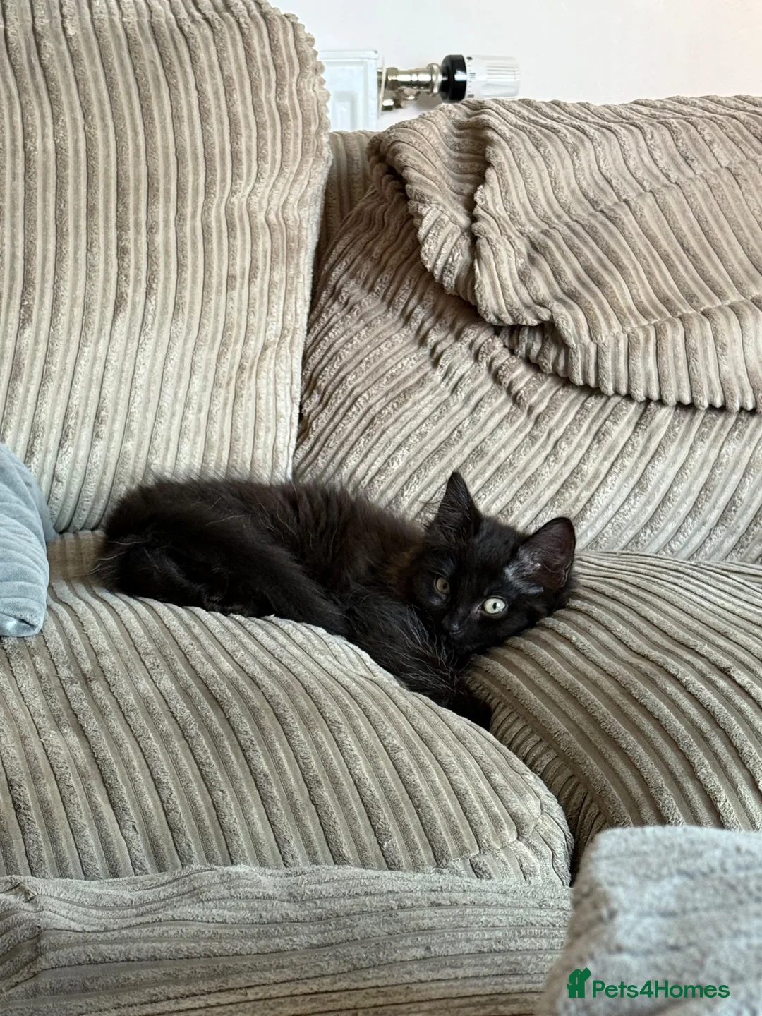 Maine Coon cats for adoption: Beautiful Part Maine Coon Kitten For Sale  - Advert 7