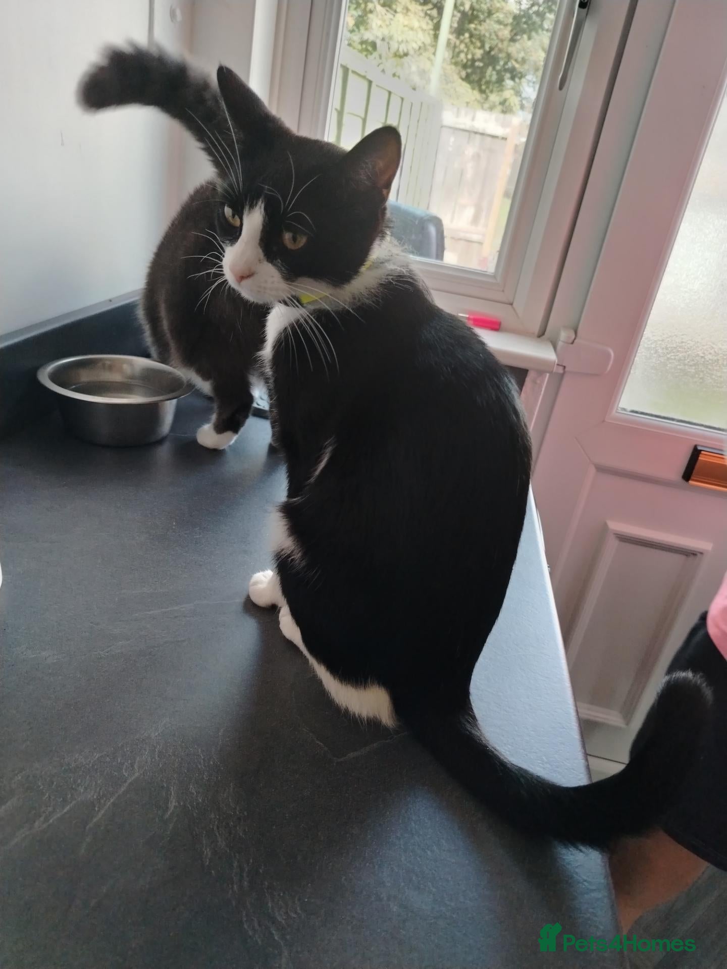 Mixed Breed cats Tilly aged 1 and a half  - Advert 12