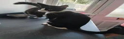Mixed Breed cats for sale: Tilly aged 1 and a half  in Newton Aycliffe - Advert 1
