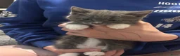 Ragcoon cats for sale: Ragdoll cross maincoon kittens  - Advert 9